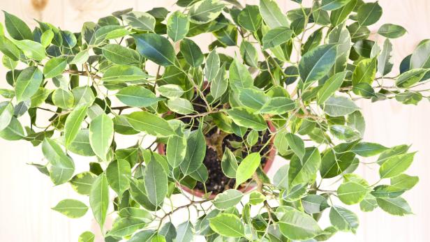 Schöner Ficus Benjamin in einem Topf: 