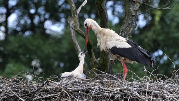 Ein Storch füttert sein Junges im Nest.