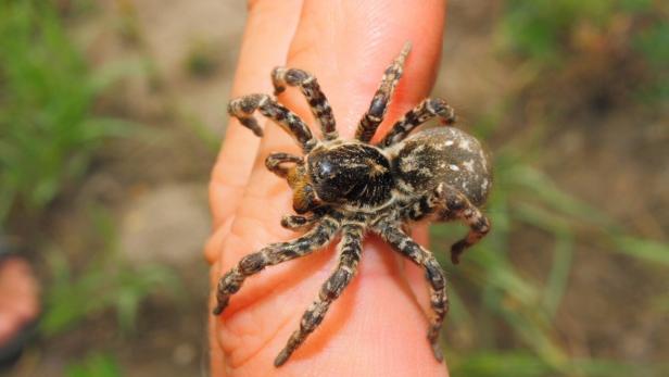 Eine braun-schwarz gemusterte Spinne sitzt auf einem menschlichen Finger.