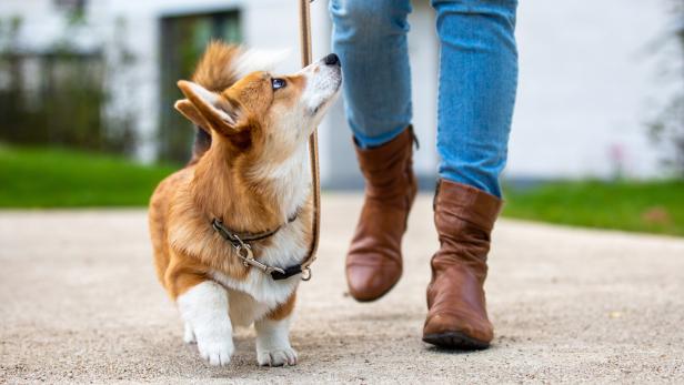 Ein braun-weißer Hund an der Leine läuft neben einer Person mit blauen Jeans und braunen Stiefeln.