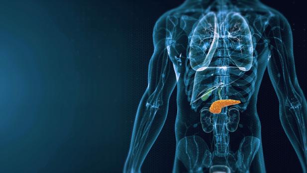 Human Pancreas Anatomy