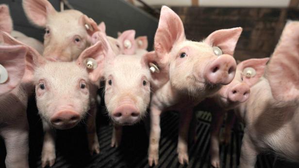 Eine Gruppe Ferkel steht in einem Stall.