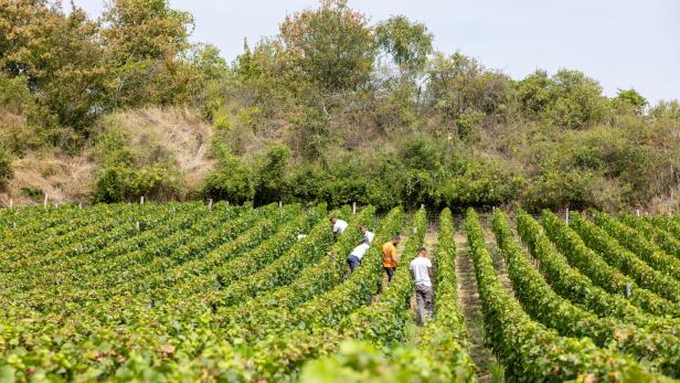 Mehrere Arbeiter ernten Trauben in einem Weinberg.