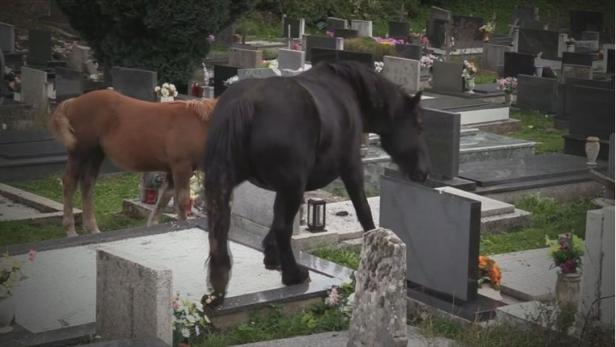 Zwei Pferde stehen auf einem Friedhof zwischen Grabsteinen.