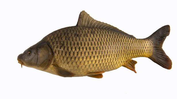 Big carp fish isolated on white