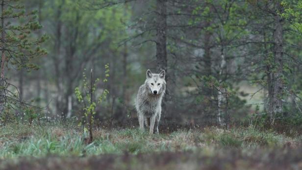 Ein weißgrauer Wolf steht im Wald und blickt direkt nach vorn.