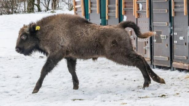 Innsbrucker Wisent "Ina" in Aserbaidschan ausgewildert