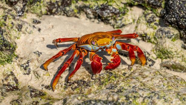 Teufelskrabbe sitzt auf einem Felsen.