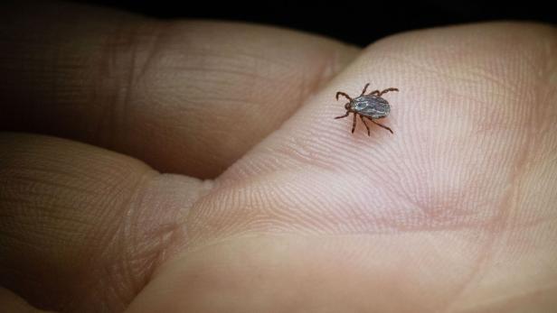 Buntzecke (Dermacentor reticulatus) krabbelt über eine Hand