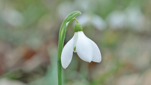 Ein Schneeglöckchen wächst durch ein trockenes, braunes Blatt am Boden.