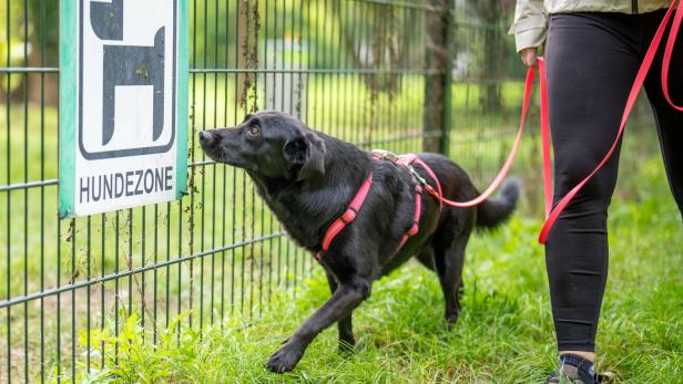 ++ THEMENBILD ++ HAUSTIER / HUND