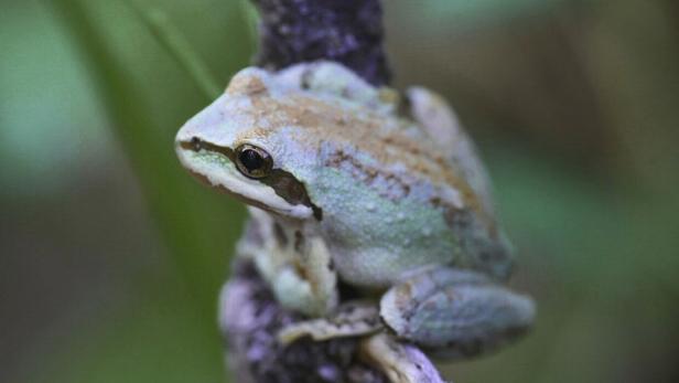 Ein Sierra-Laubfrosch sitzt auf einem Ast.