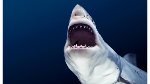 Michael Muller Tear You Apart 2009.