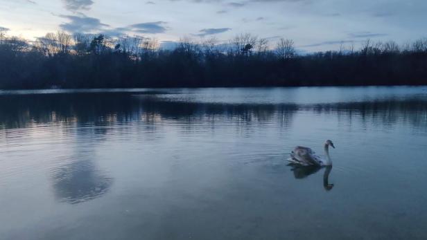 Ein Schwan schwimmt in der Donau.