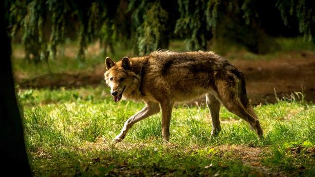 Ein Wolf mit braunem Fell läuft durch eine grüne, bewaldete Lichtung und blickt nach vorne.