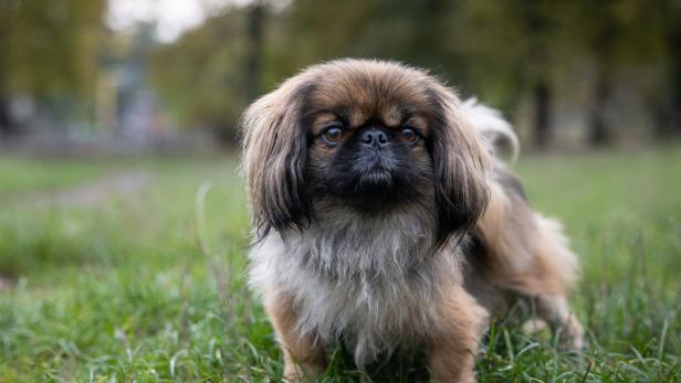 Portrait of a Pekingese during a walk.