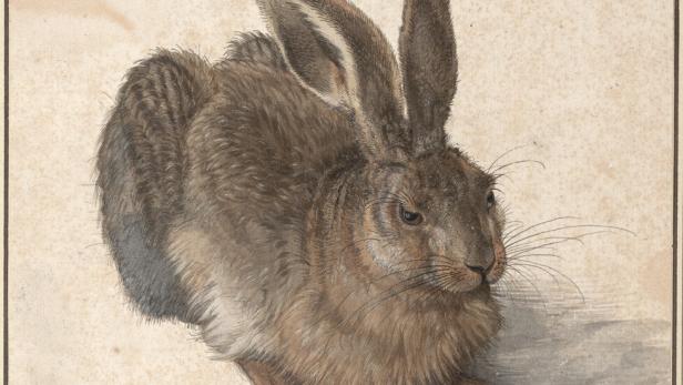 Ein brauner Hase sitzt mit aufgerichteten Ohren und blickt aufmerksam nach rechts.