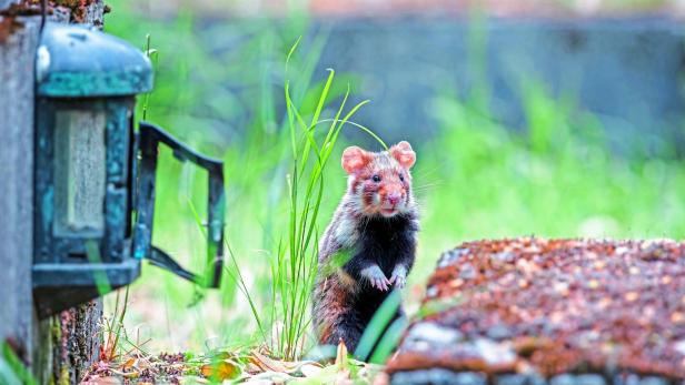 Ein Europäischer Feldhamster steht zwischen Grabsteinen und Gras auf dem Meidlinger Friedhof in Wien, einem wichtigen Rückzugsort für die bedrohte Art.