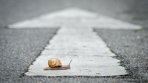 Eine Schnecke kriecht über einen weißen Pfeil auf Asphalt.