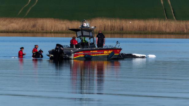 Weitere Entwicklung zum Buckelwal in der Ostsee