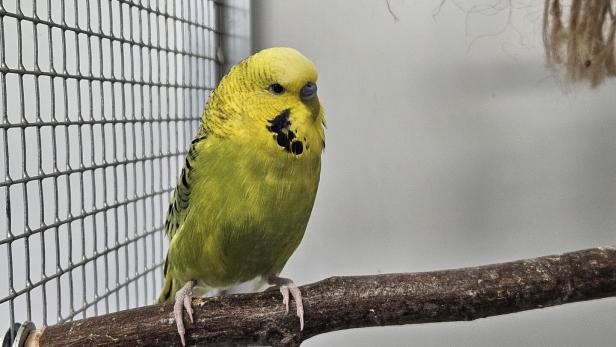 Ein gelb-grüner Wellensittich sitzt auf einem Ast neben einem Drahtgitter und etwas hängendem Sisal.