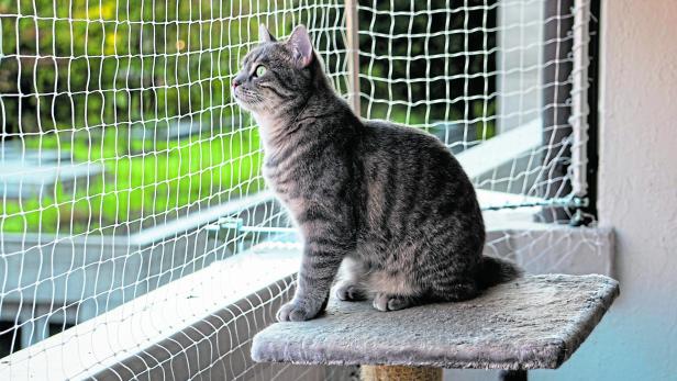 Eine Katze sitzt auf einem Kratzbaum auf einem Balkon, der mit einem Netz abgesichert ist. 