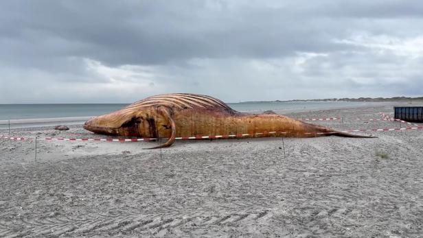 DENMARK-GERMANY-ANIMAL-WHALE