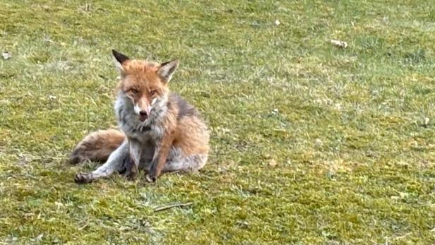 Fuchs in Wien