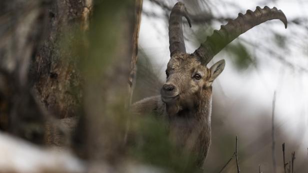 Ein Steinbock mit großen, gebogenen Hörnern blickt aufmerksam aus dem Wald hervor.