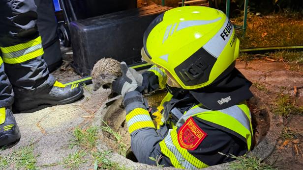 Feuerwehrmann im Einsatz zieht einen Igel aus einem Gully.