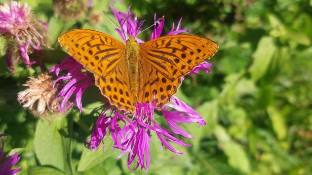 Kaisermantel Schmetterling