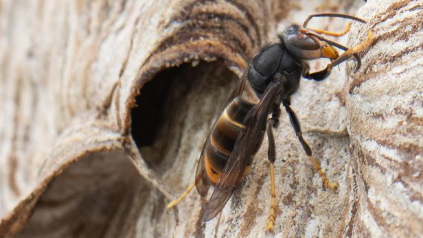 Eine Asiatische Hornisse sitzt an der Öffnung ihres aus papierartigem Material bestehenden Nests.