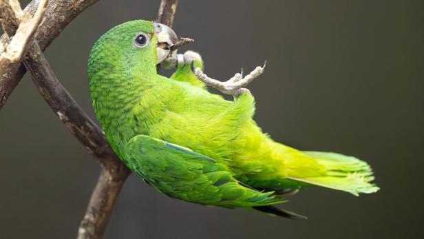 Rotspiegel-Amazone im Tiergarten Schönbrunn