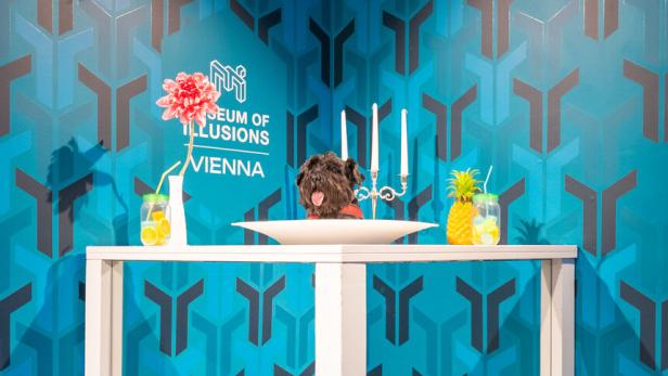 Zwergschnauzer Carmen sitzt in einer weißen Schale auf einem Tisch vor blauer Museumswand mit Dekorationen.