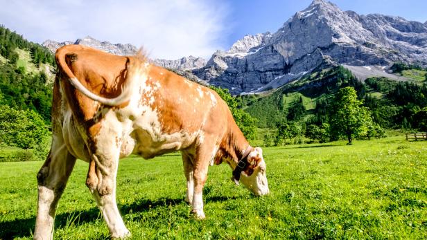 cows