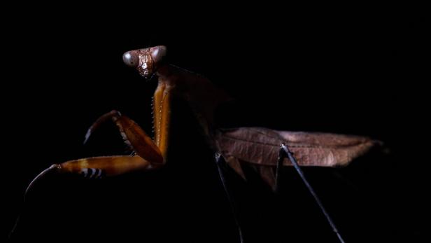 FRANCE-NATURE-INSECT
