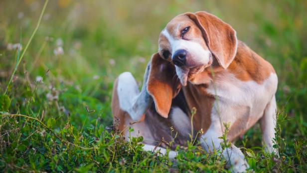 Ein Hund sitzt in der Wiese und kratzt sich mit seiner Hinterpfote.