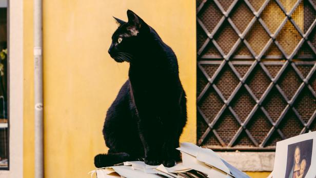 Schwarze Katze sitzt auf einem Stapel Papiere vor gelber Wand.