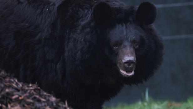 Rescued bear from Donetsk explores his new surroundings at Five Sisters Zoo near Edinburgh