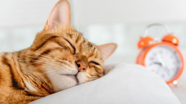 Eine getigerte Katze schläft auf einem weißen Polster, daneben steht ein oranger Wecker.