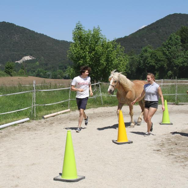 Ein Haflinger läuft mit einer Gruppe von Menschen über einen Sandplatz mit Hütchen.